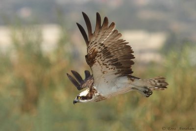 osprey