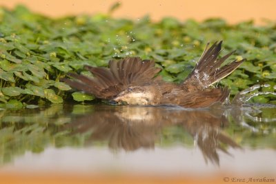 orphean warbler