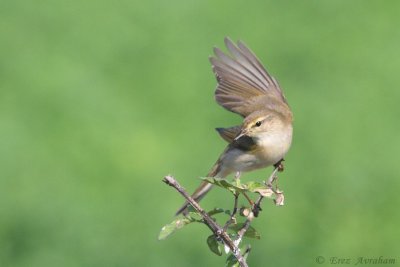 Willow Warbler