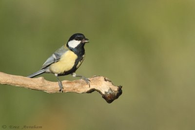 Parus major