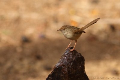 prinia gracilis