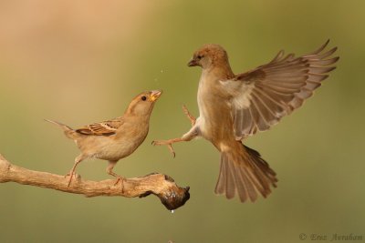 house sparrow