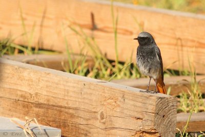 Black Redstart  