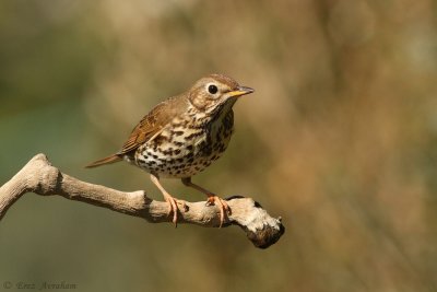 song thrush