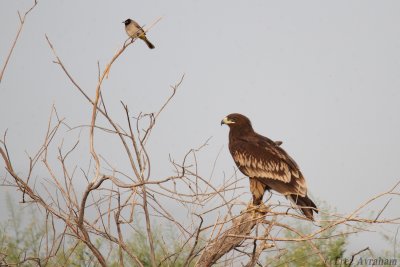 Greater Spotted Eagle 