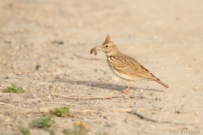 Crested Lark