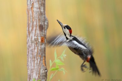 Syrian Woodpecker