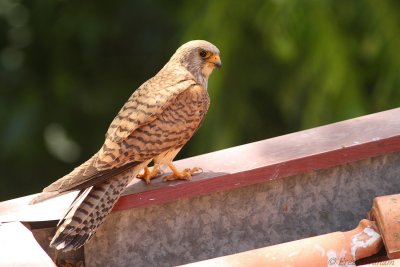 lesser kestrel 2014