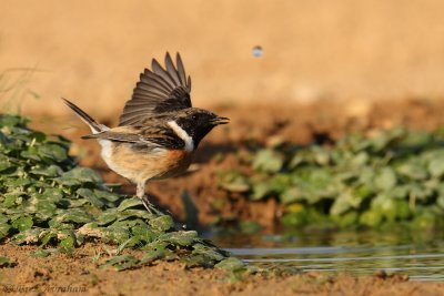 stonechat