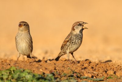 spanish sparrow