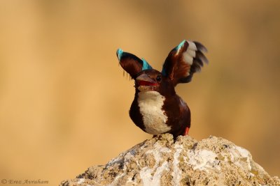 White-throated Kingfisher