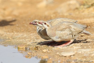 chukar