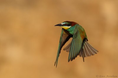 beeeater