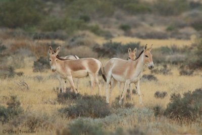 Equus hemionus