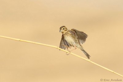 emberiza calandra