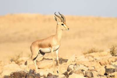 Mountain Gazelle