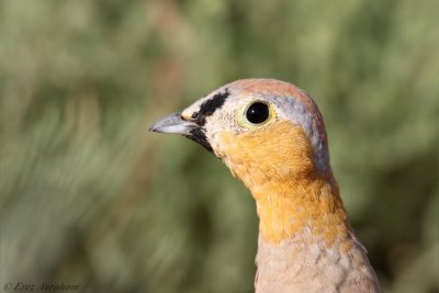 Crowned Sandgrouse 