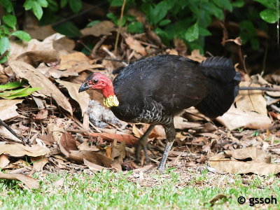 AUSTRALIAN BRUSH-TURKEY