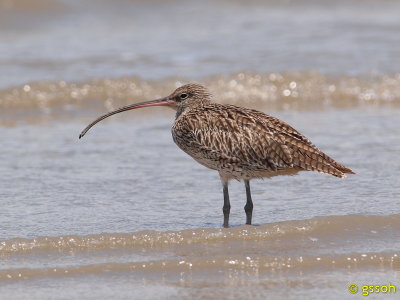 FAR EASTERN CURLEW