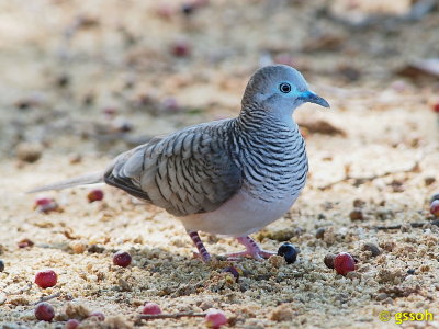 PEACEFUL DOVE