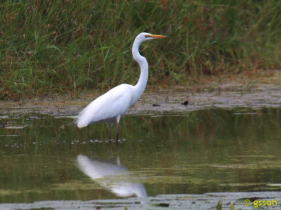 GREAT EGRET