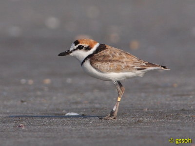 MALAYSIAN PLOVER