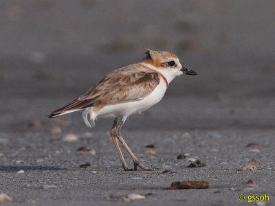 MALAYSIAN PLOVER