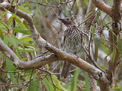 AUSTRALASIAN FIGBIRD