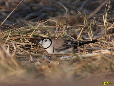 DOUBLE-BARRED FINCH