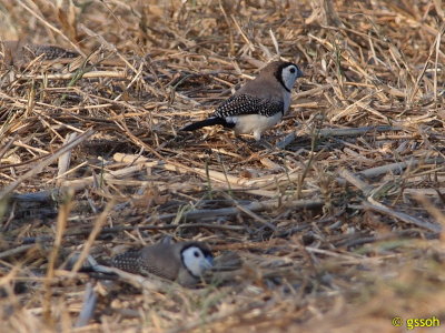 DOUBLE-BARRED FINCH