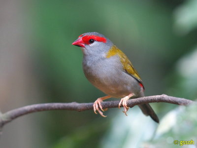 RED-BROWED FINCH