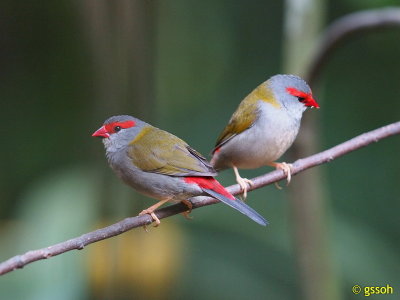 RED-BROWED FINCH