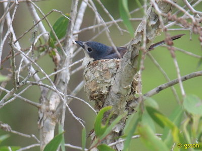 BROAD-BILLED FLYCATCHER