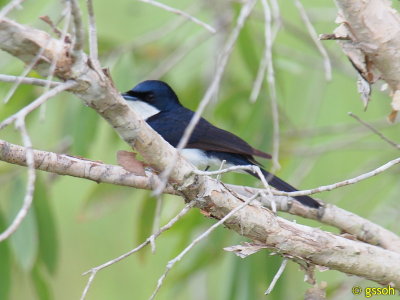 PAPERBARK FLYCATCHER