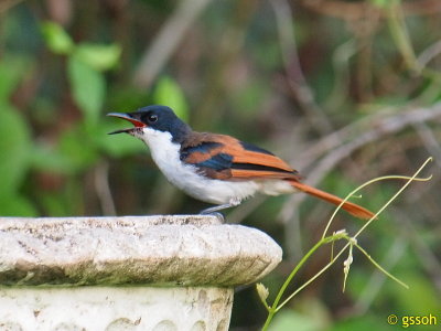 SHINING FLYCATCHER