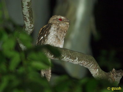 PAPUAN FROGMOUTH