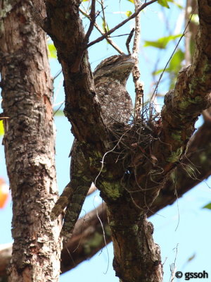 PAPUAN FROGMOUTH