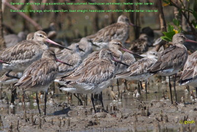 BAR-TAILED GODWIT