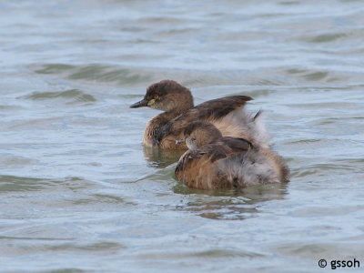 AUSTRALASIAN GREBE