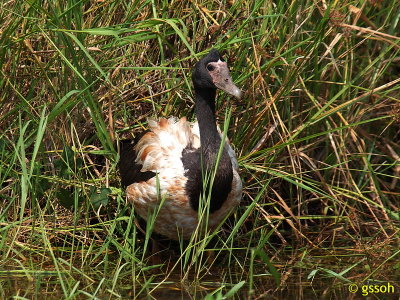 MAGPIE GOOSE