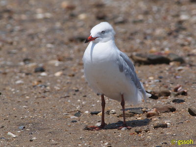 SILVER GULL