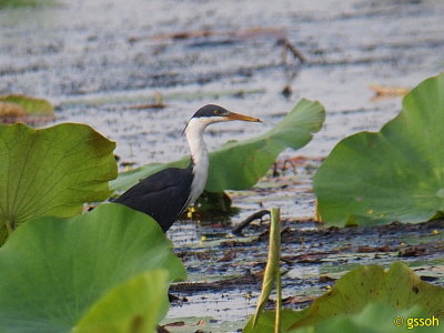 PIED HERON