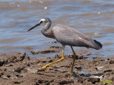 WHITE-FACED HERON