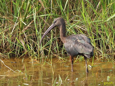 GLOSSY IBIS