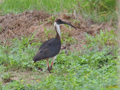 STRAW-NECKED IBIS