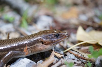 Lizard or Skink
