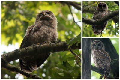 Baby Barred Owls and Parent