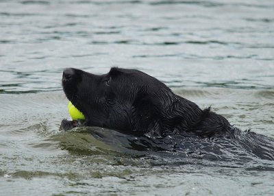 Black Lab and her tennis ball....