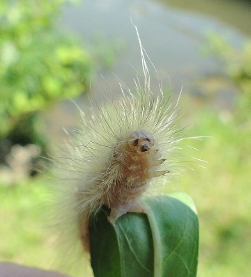 Caterpillar saying HI!