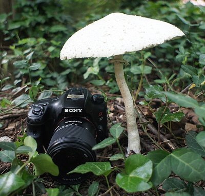 A really big mushroom